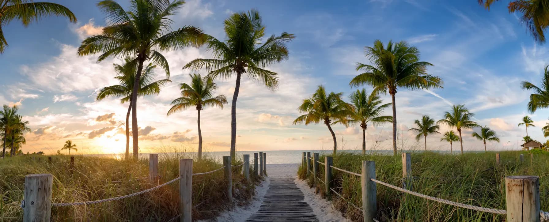 Florida palm tree beach backdrop