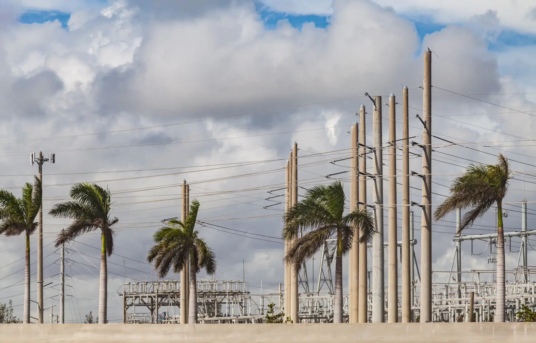 Orlando palm trees in front of a backdrop of power lines