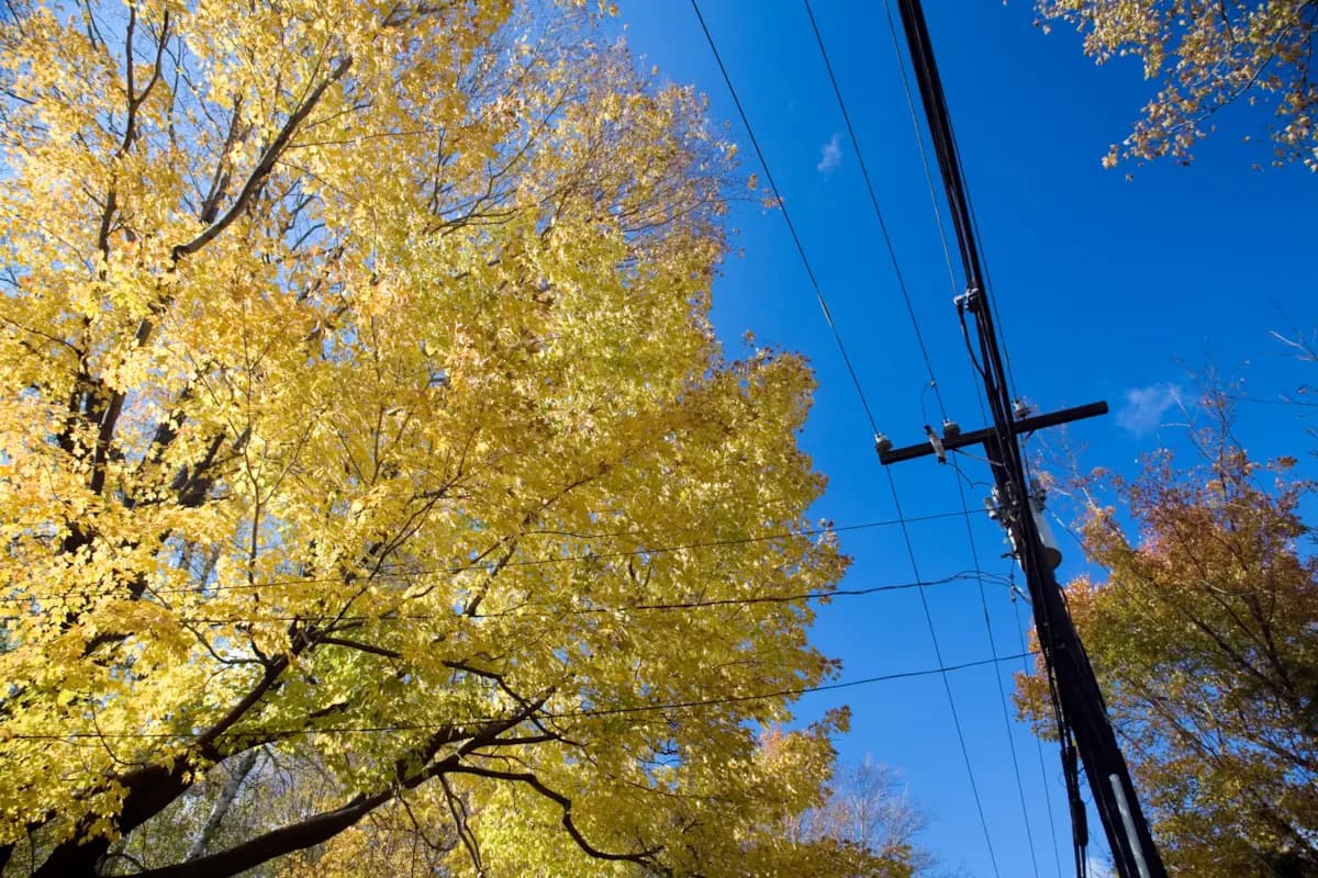 Utility power lines running through New England trees in autumn